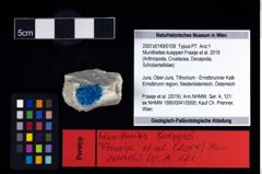 NHMW-GEO-2007z0149-0109_Ol_02.tifMunitheites kuepperi (Fraaije et al., 2019)  (NHMW-GEO-2007z0149-0109)